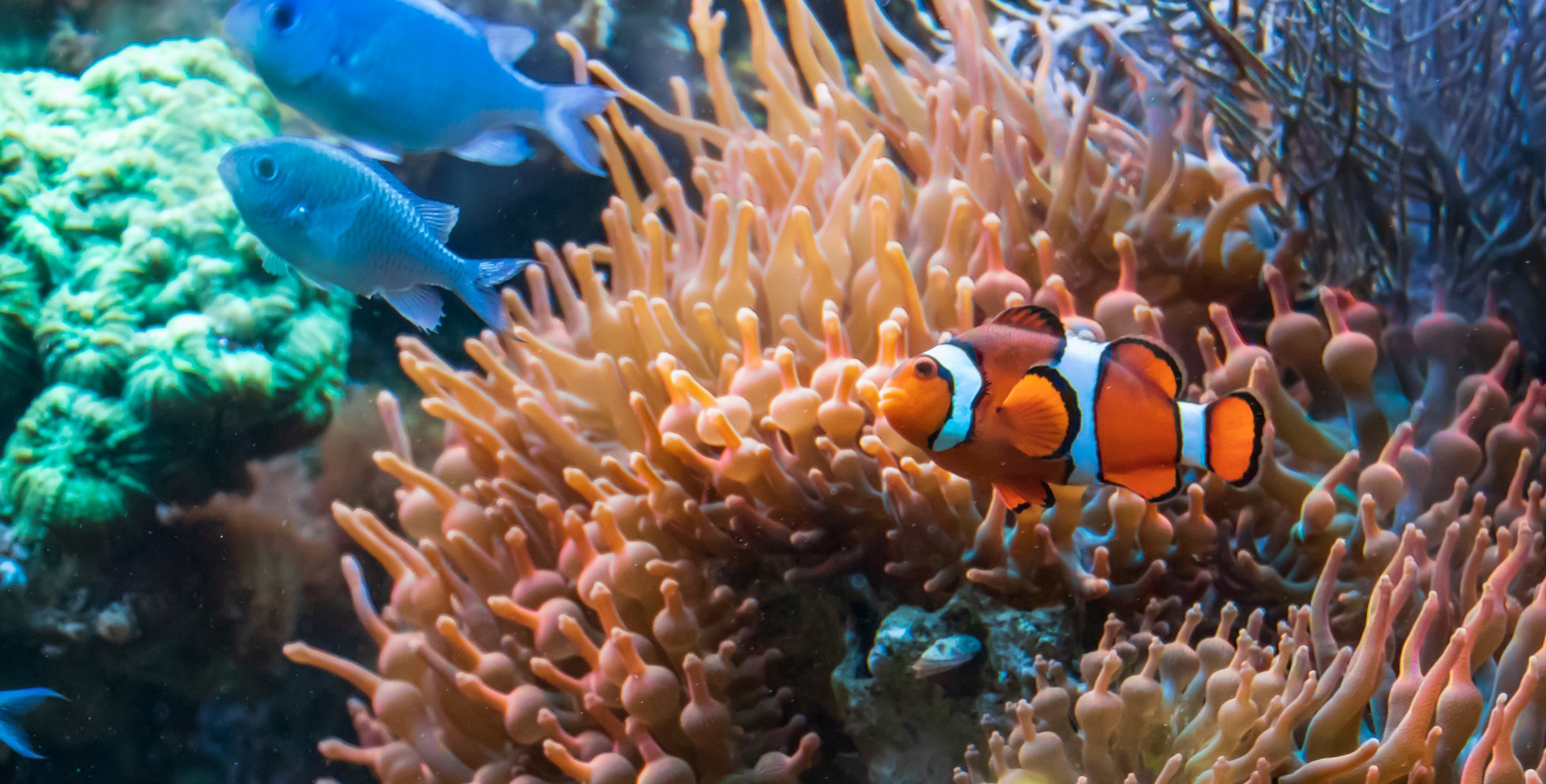 Explore Nha Trang Bay Snorkeling Trip