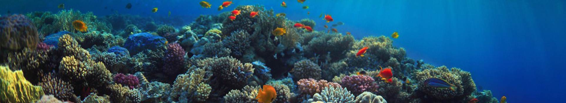 Freediving Level 1