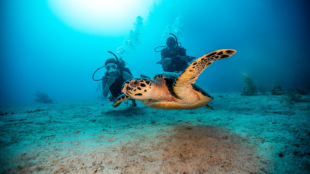 PADI Open Water Diver